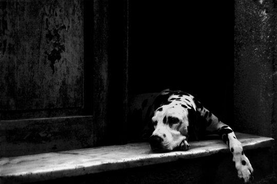 Tired Dog by João M.