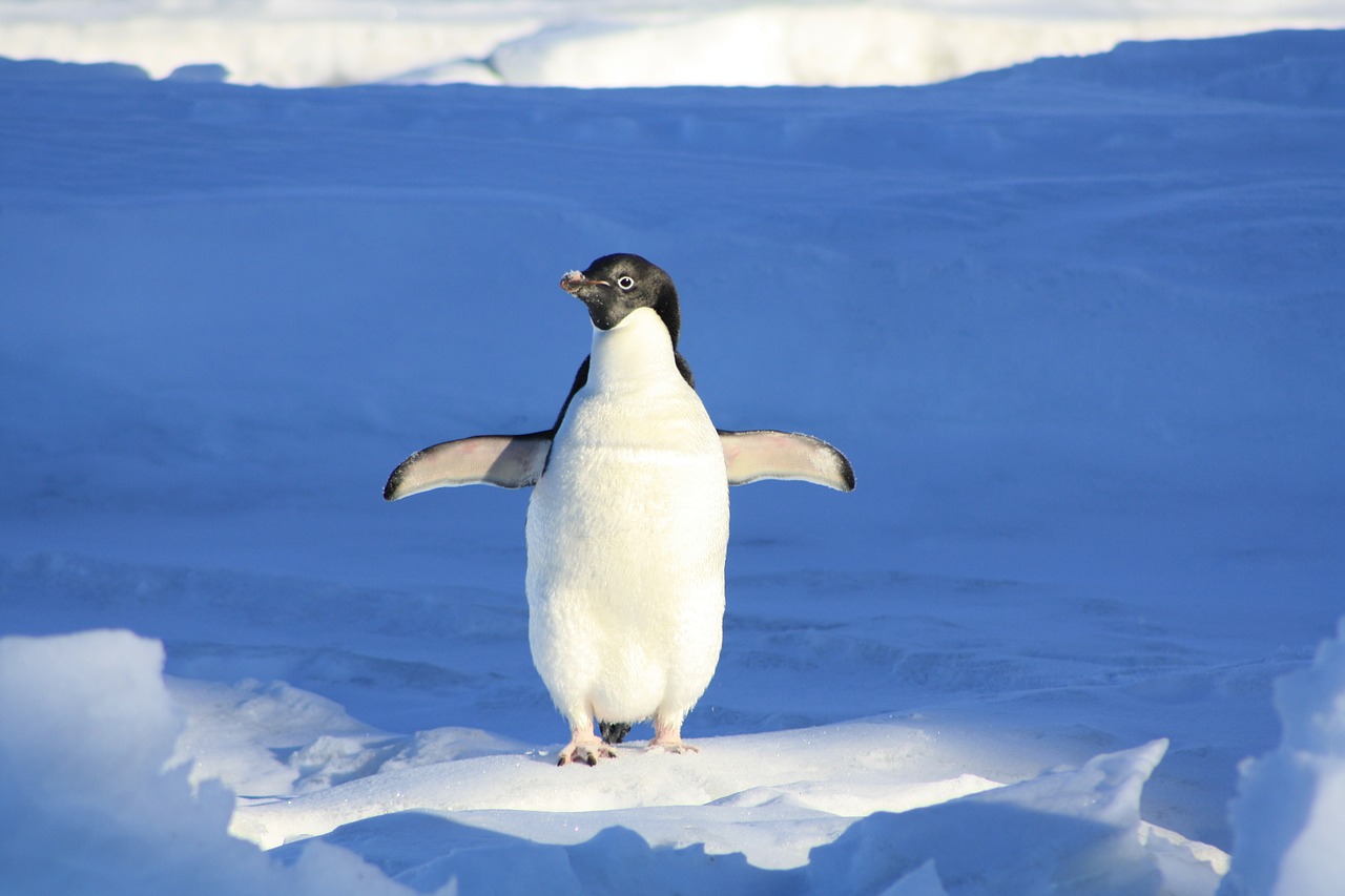penguin free image