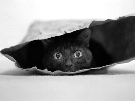 Cat in a bag by Jeremy