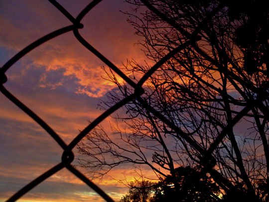 Incredible Sky, Tree, Fence - Photo taken with iPhone