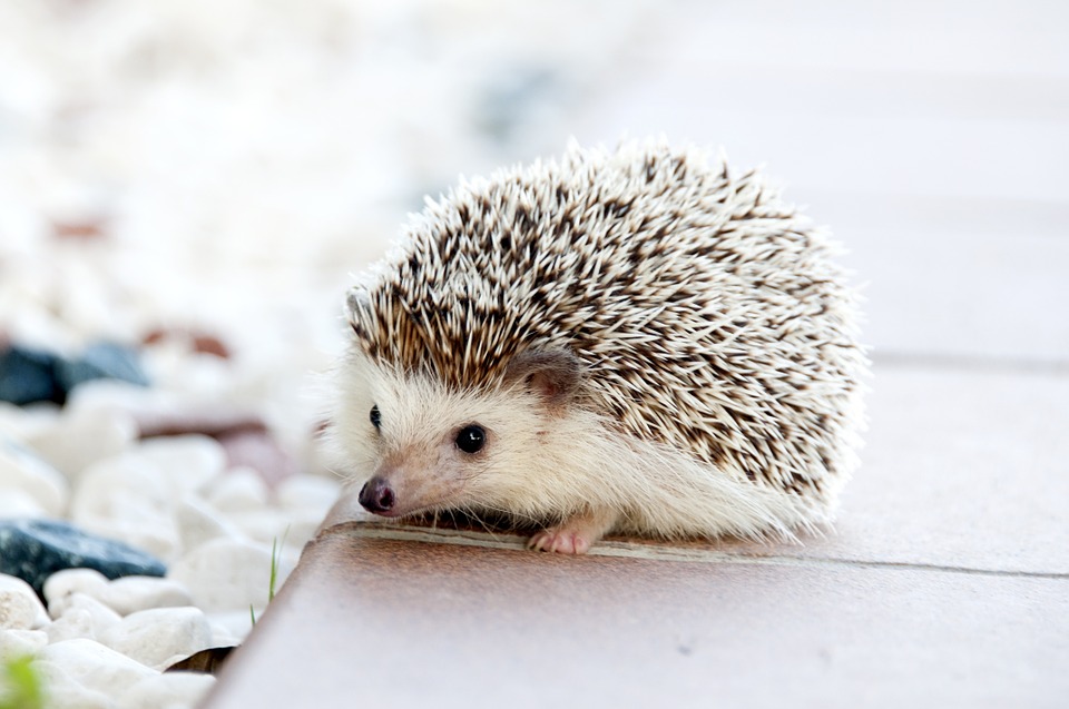 hedgehog free photo